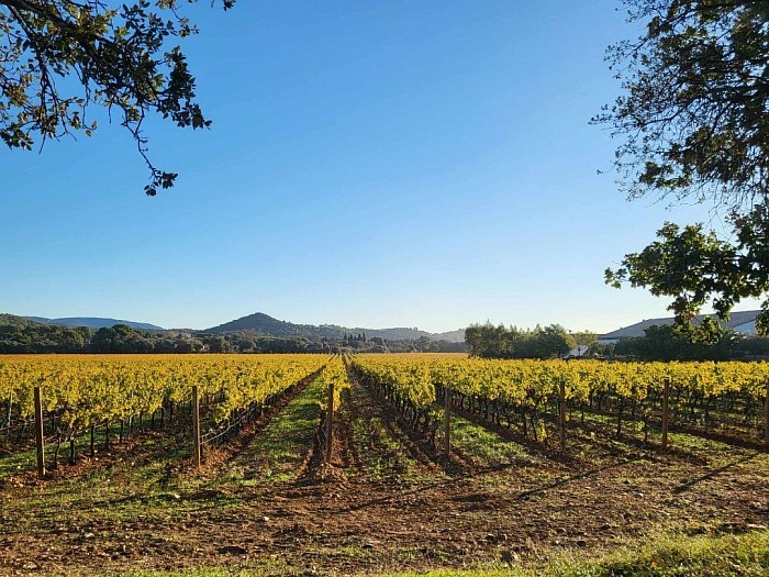 Vignes du Bastidon